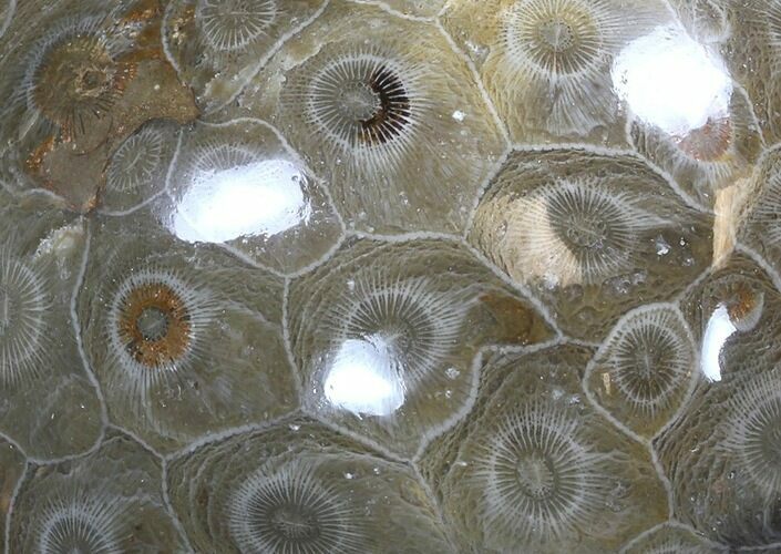 Polished Fossil Coral - Morocco #35342